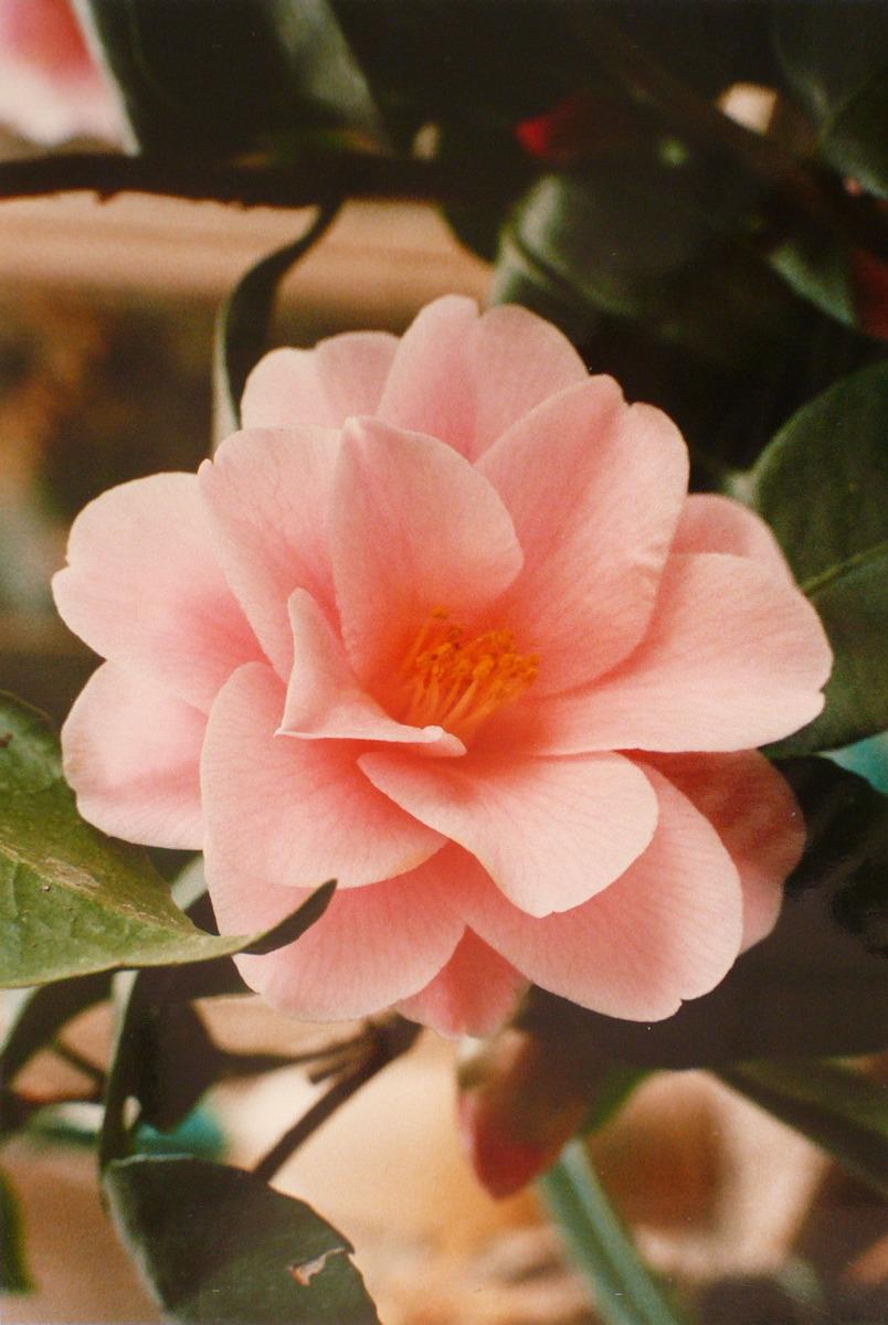 Camélia, Georges Stevignon