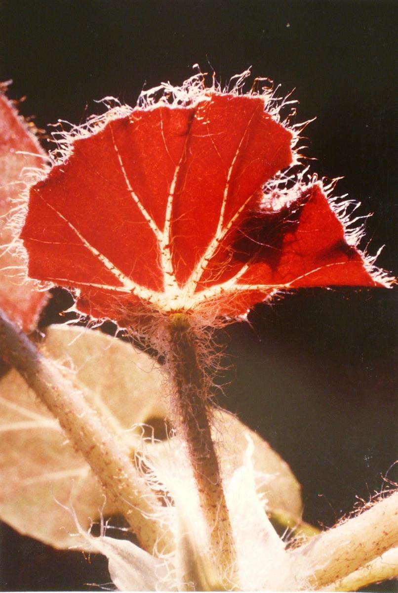 Plante grasse poilue, Georges Stevignon