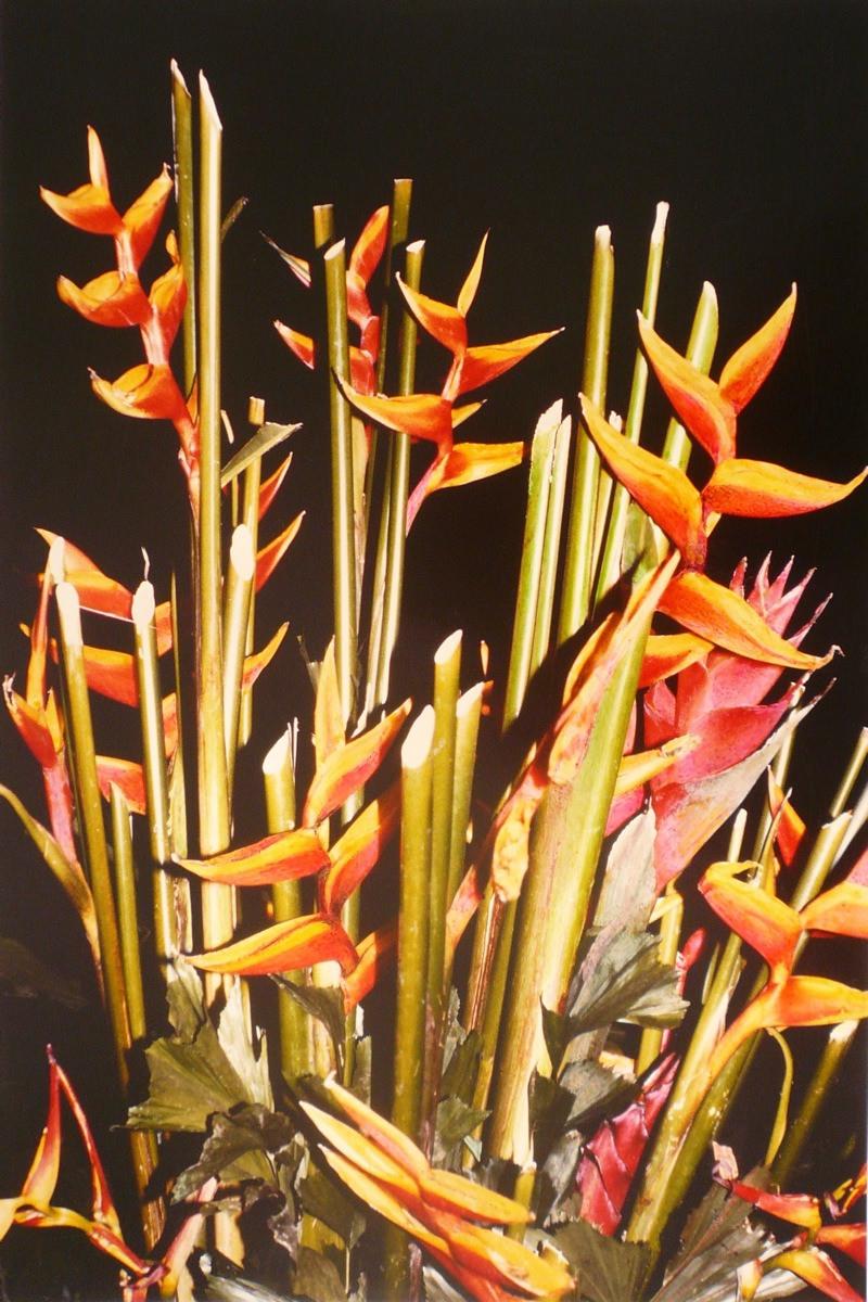 Héliconias, Georges Stevignon