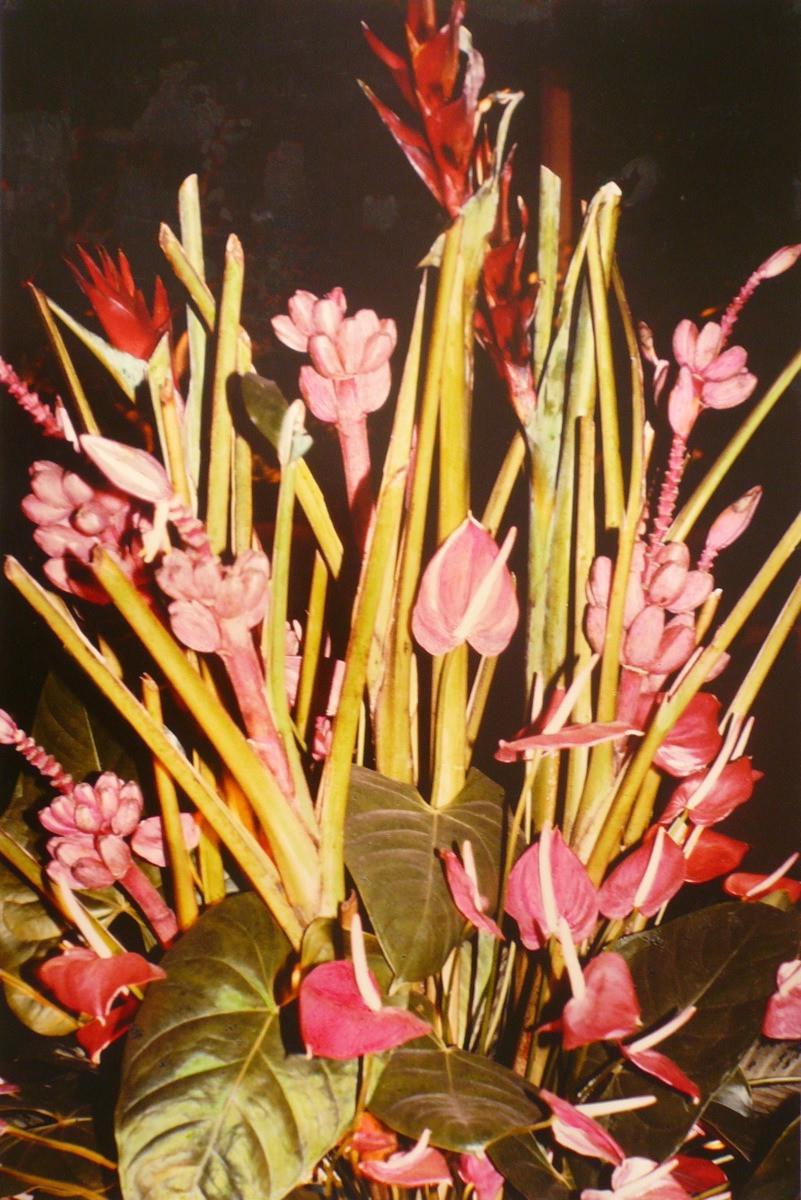 Anthurium, Georges Stevignon