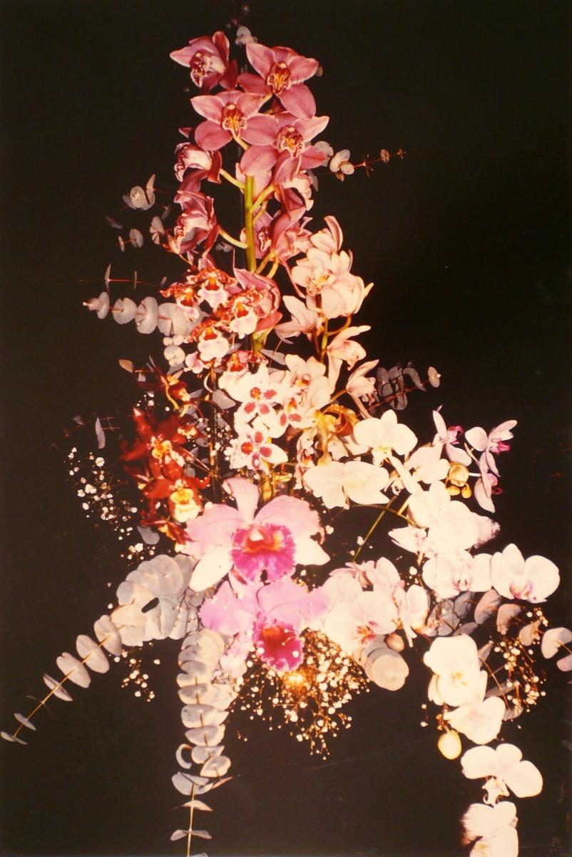 Orchidées, Cymbidium et Phalenopsis, Georges Stevignon
