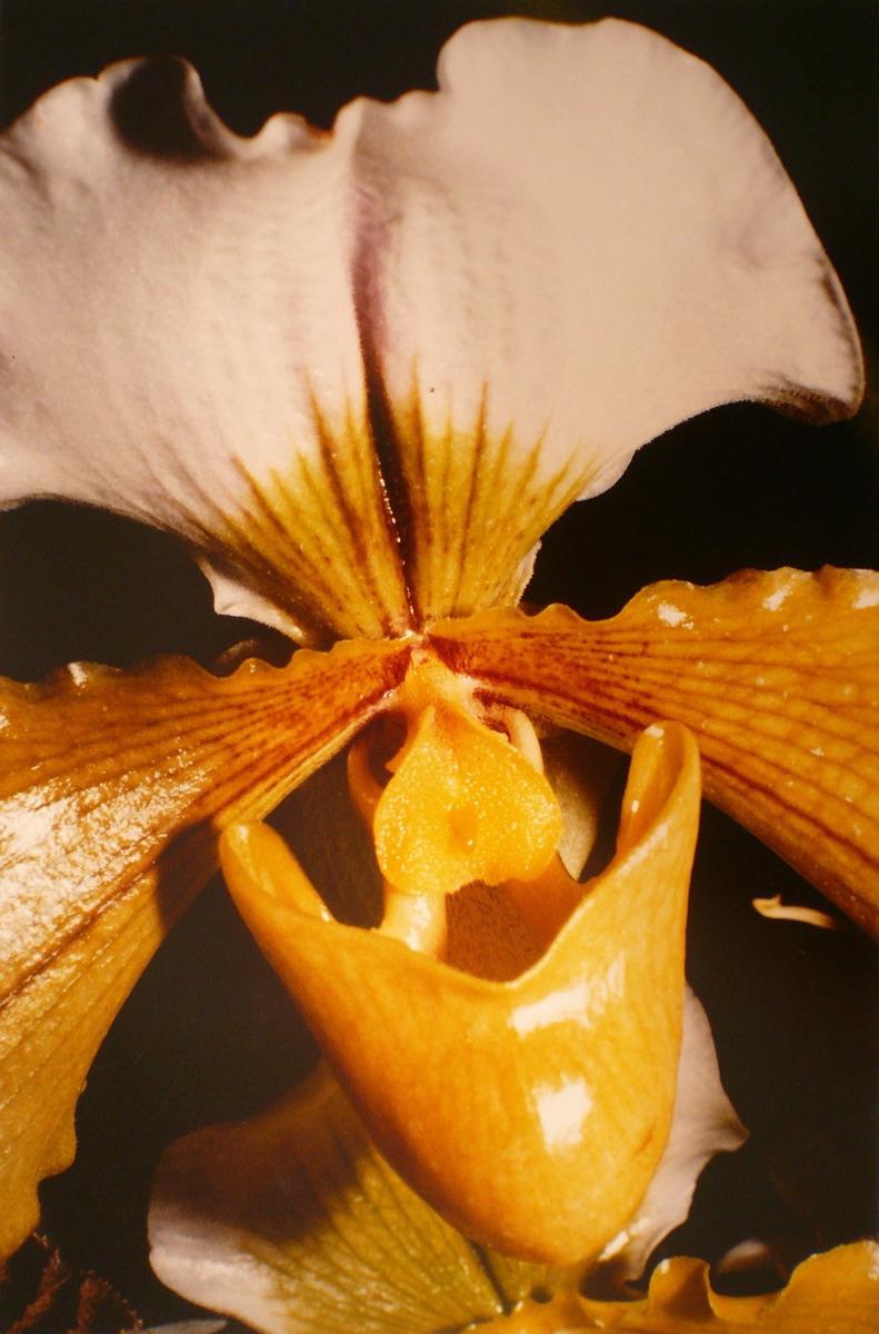Orchidées, Paphiopedilum, Georges Stevignon