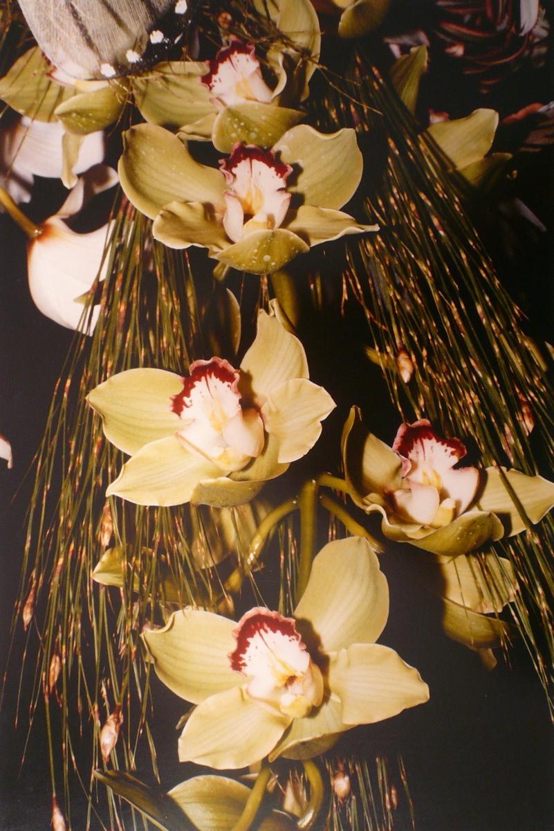 Orchidées, cymbidium, Georges Stevignon