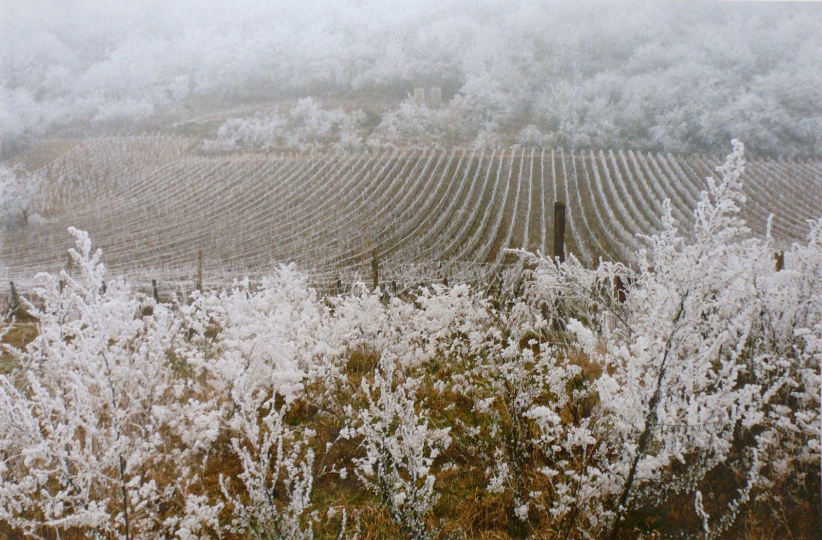 Givre sur les vignes, vers la Côte, Georges Stevignon