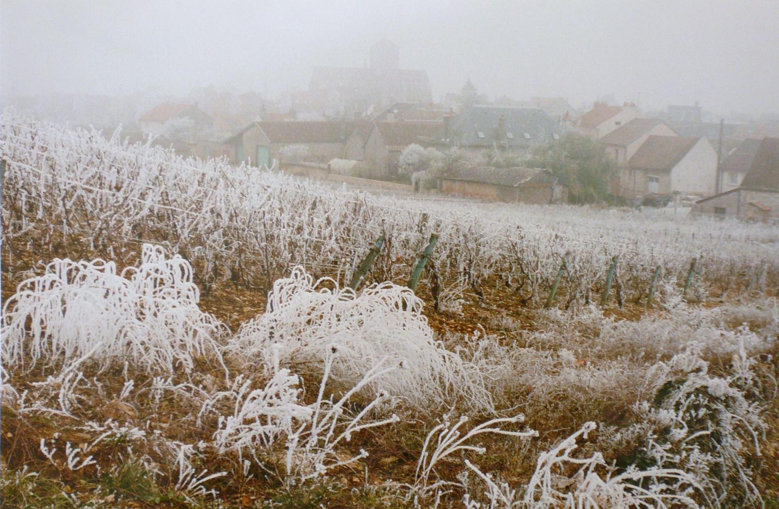 Givre sur les vignes, vers Saint-Symphorien, Georges Stevignon