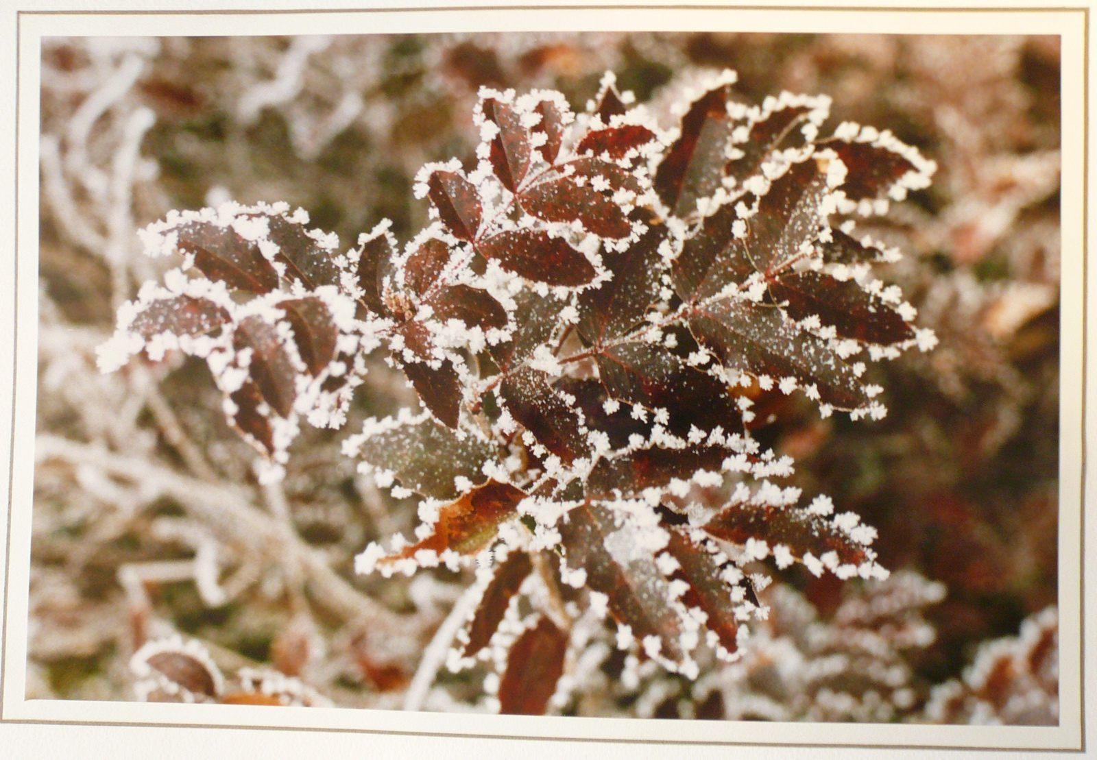 Givre sur un rameau, Georges Stevignon