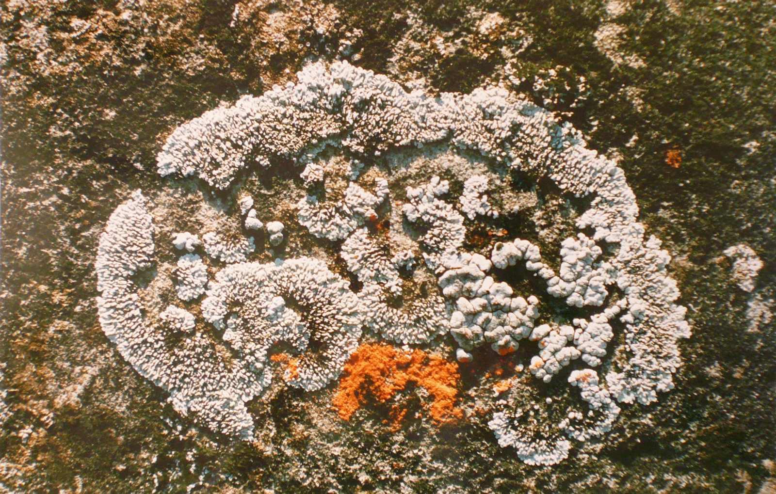 Lichens gris clair, Georges Stevignon