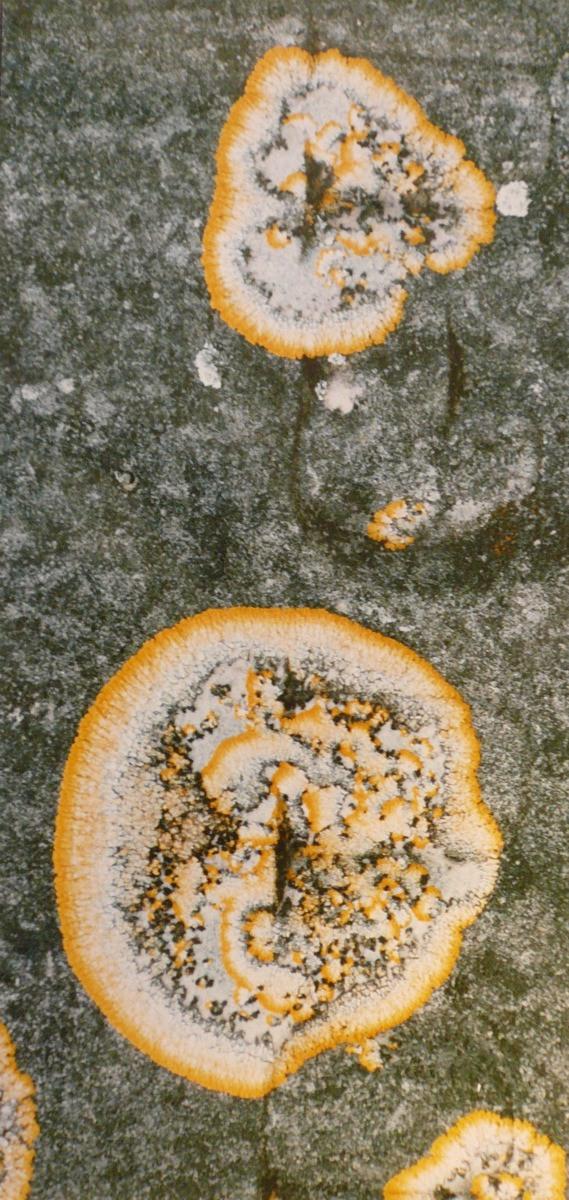 Lichens jaune et gris, Georges Stevignon