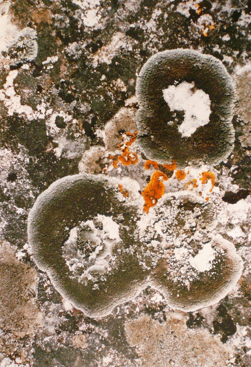 Lichens gris foncé, Georges Stevignon