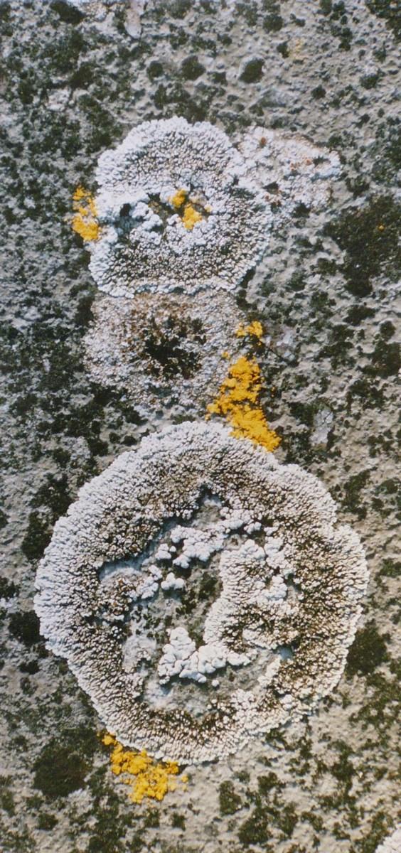 Lichens gris et trois jaunes, Georges Stevignon