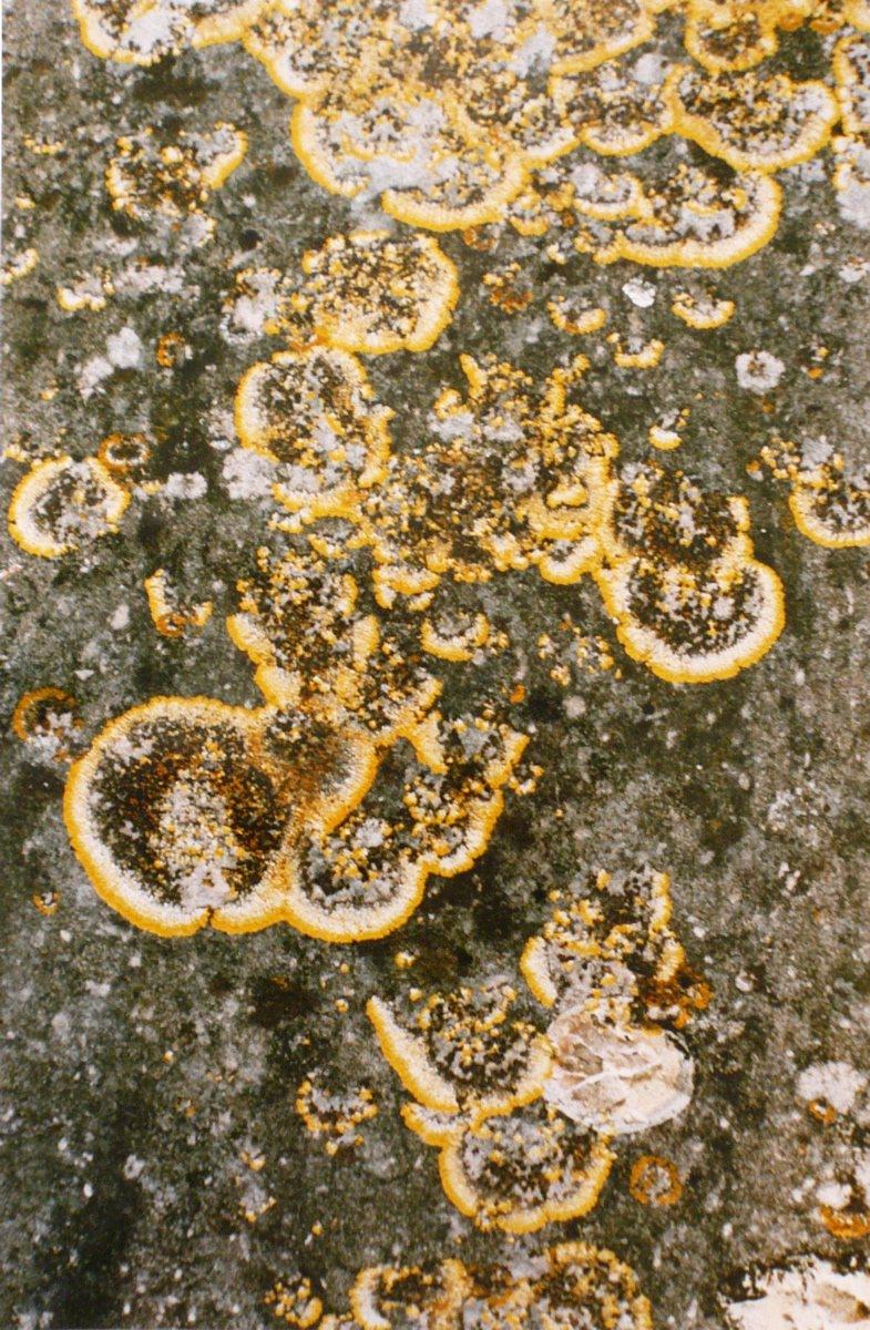 Nombreux lichens jaunes et gris, Georges Stevignon