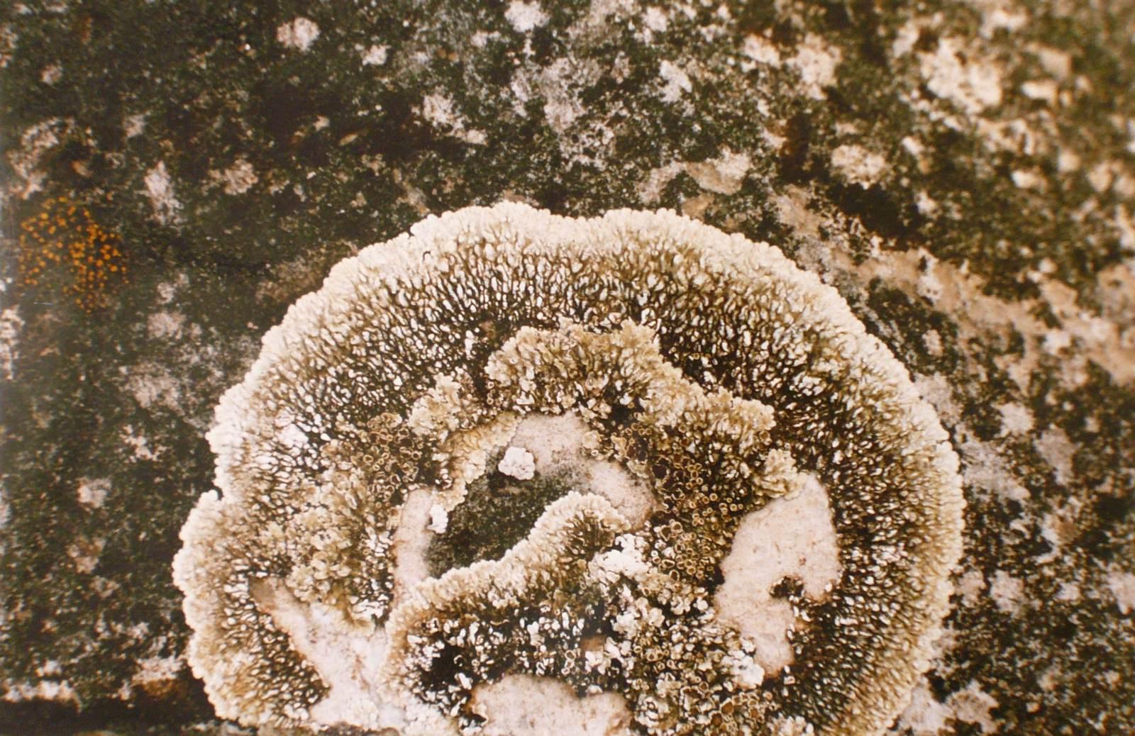 Lichens gris clair et gris foncé, Georges Stevignon