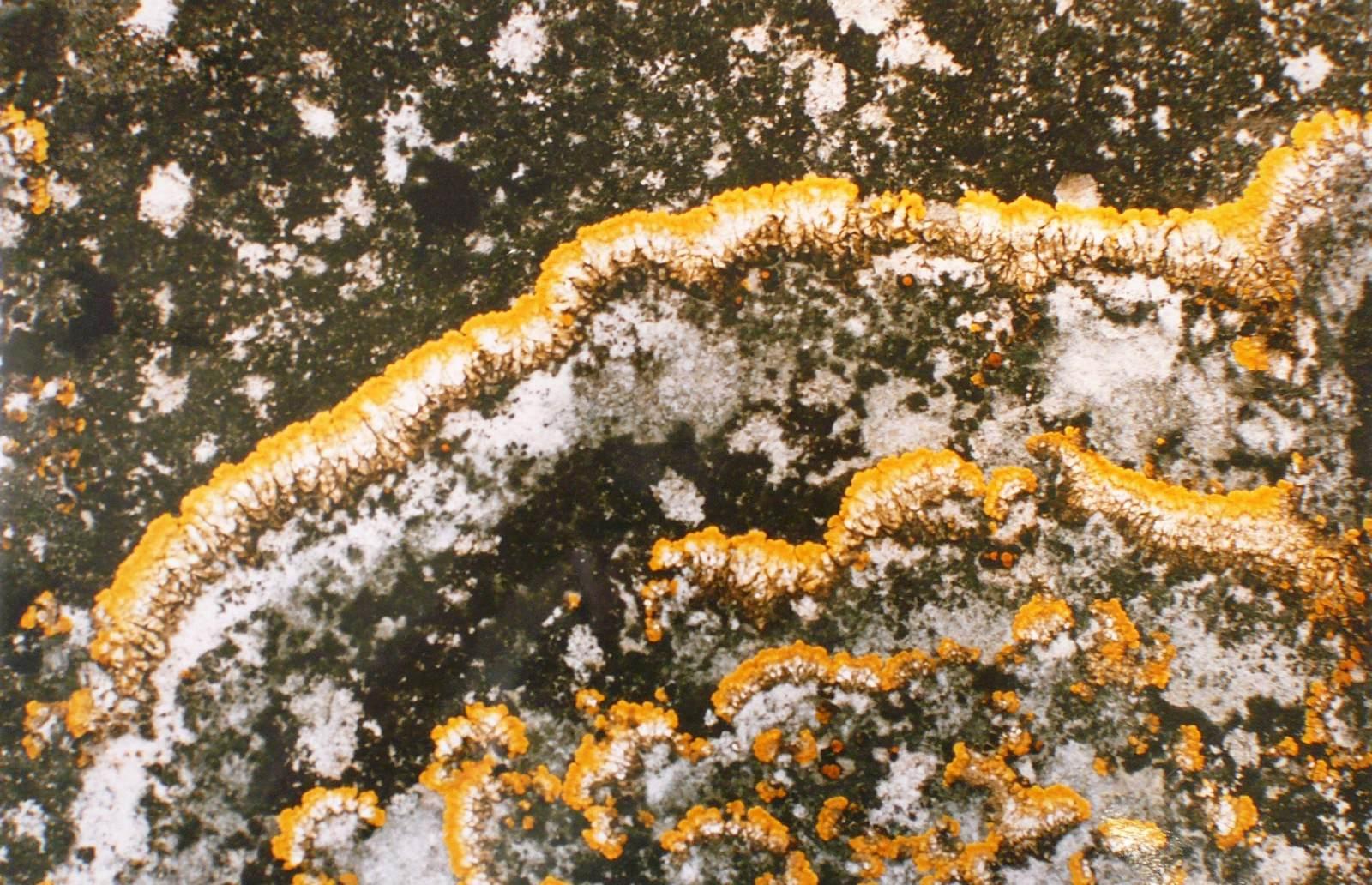 Grand lichen bordé de jaune, Georges Stevignon