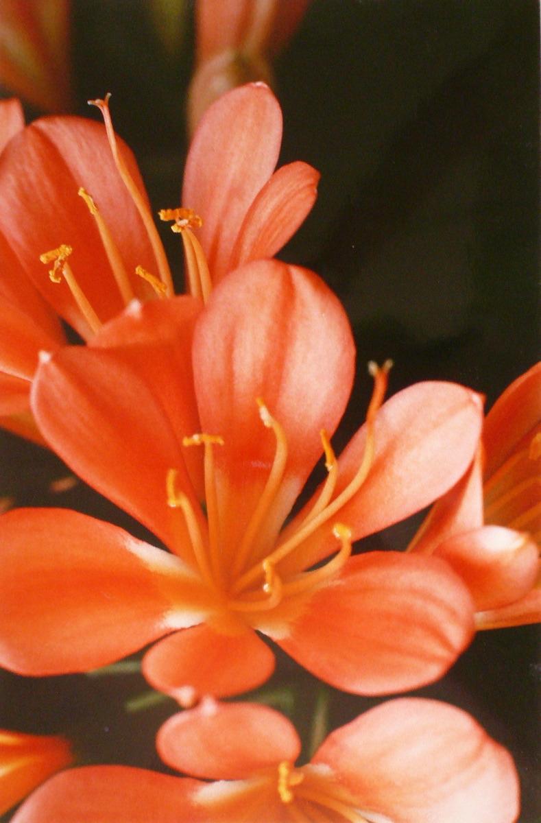 Le Clivia de Paule, Georges Stevignon