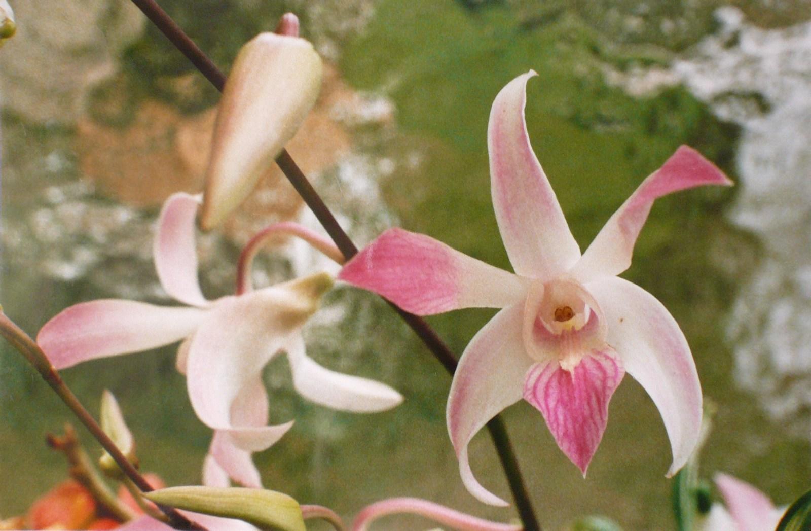 Orchidées, Georges Stevignon, 1988