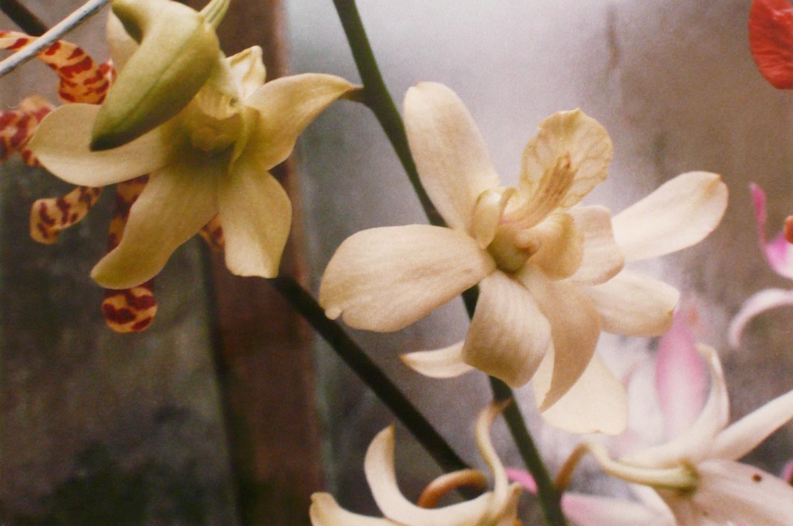Orchidées blanches, Georges Stevignon, 1988