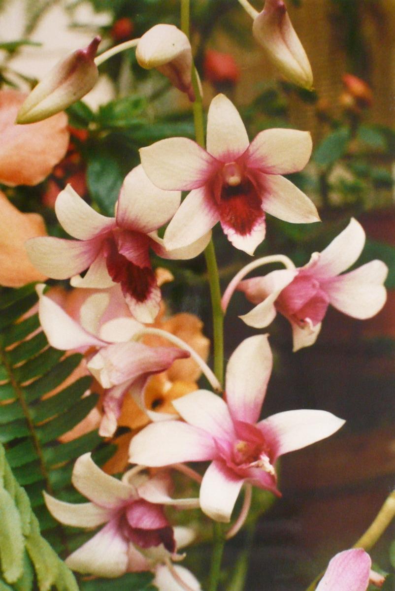 Orchidées à coeur rose, Georges Stevignon, 1988