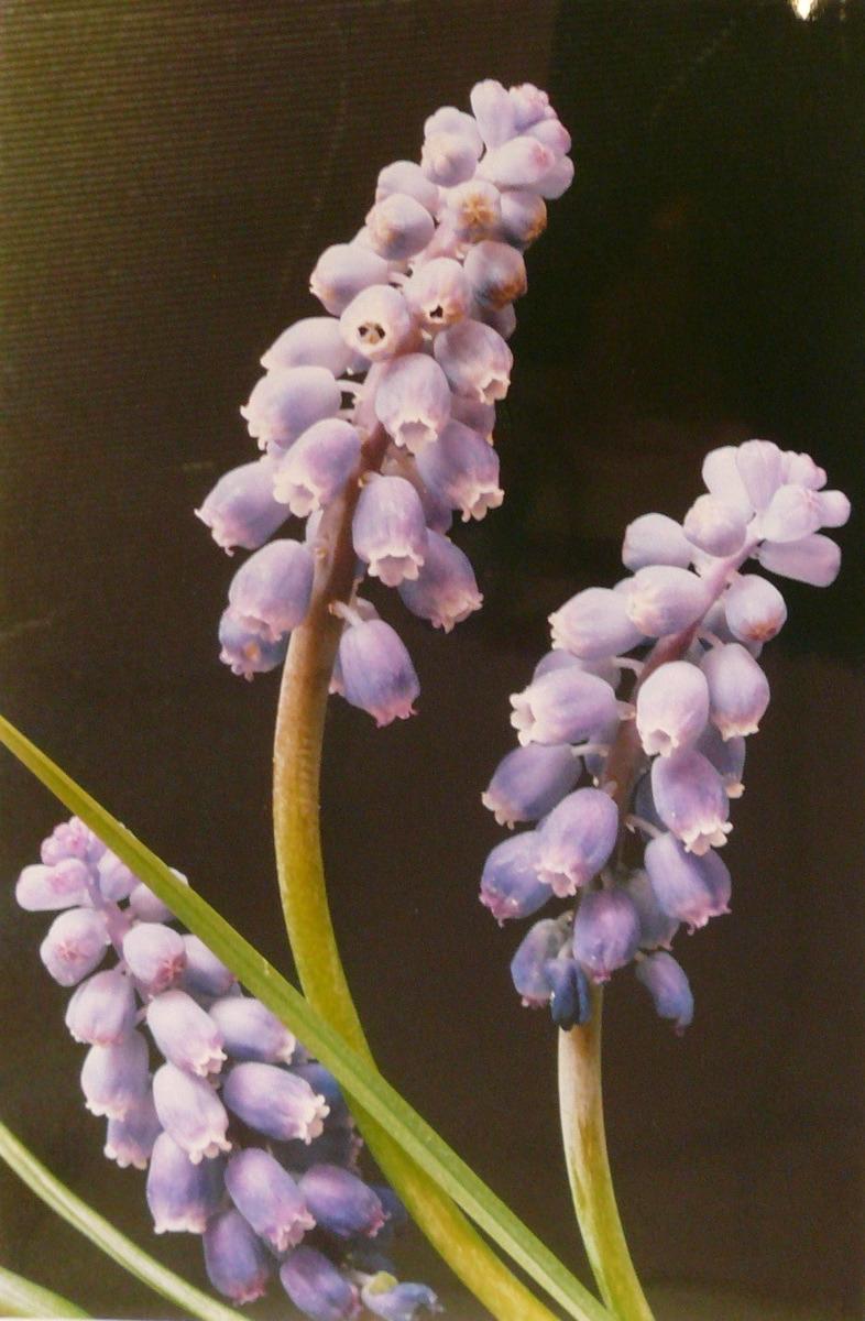 Muscari, Georges Stevignon, 1989