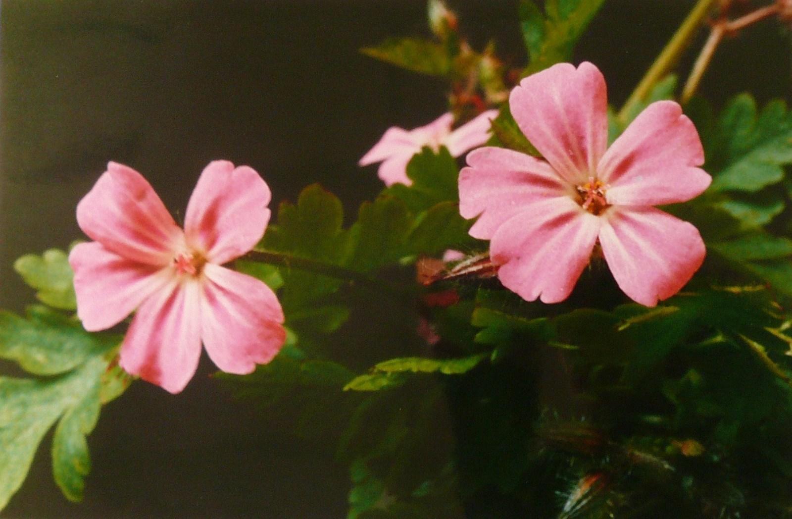 Géranium - Herbe à Robert, Georges Stevignon, 1989