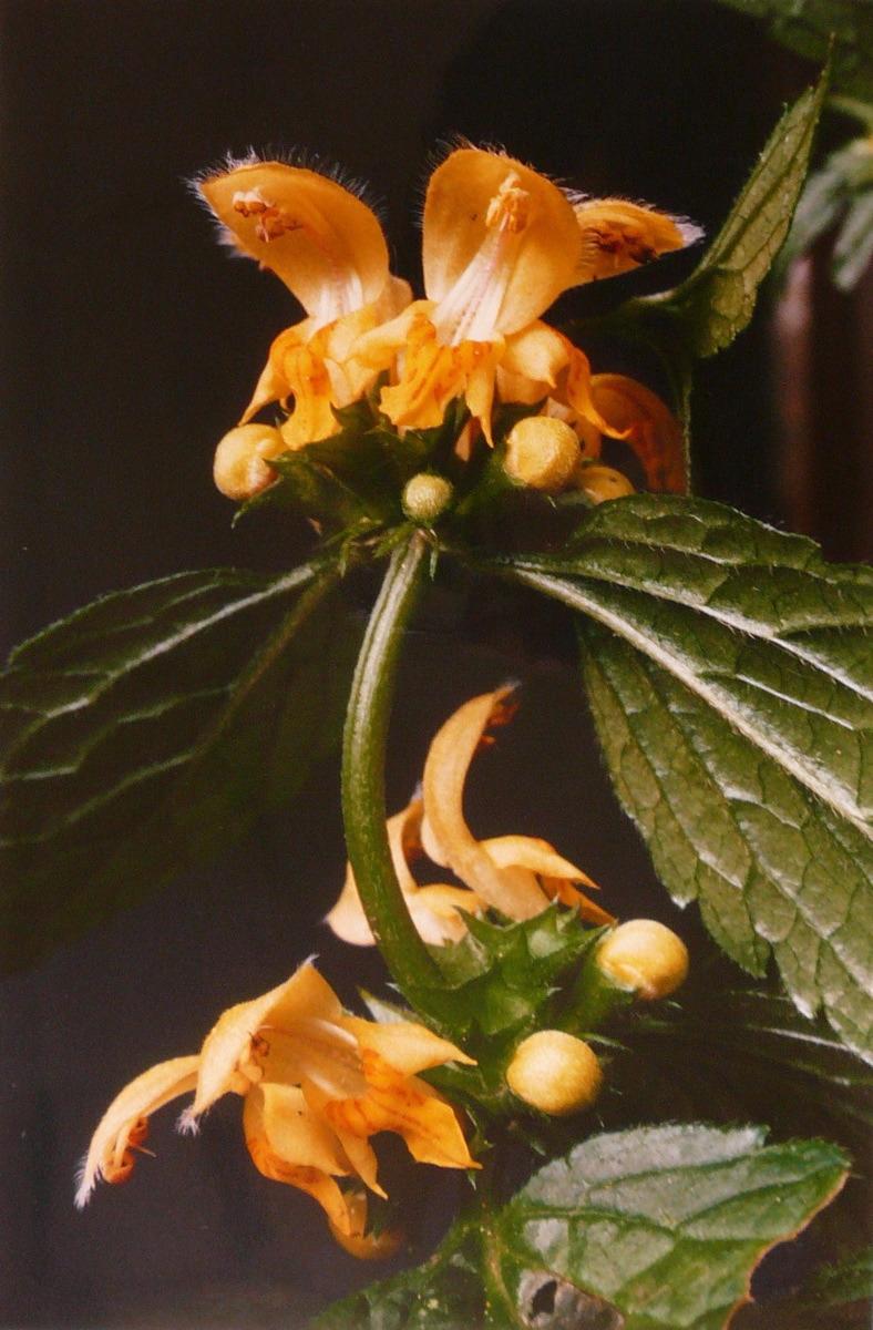 Ortie jaune, Georges Stevignon, 1989