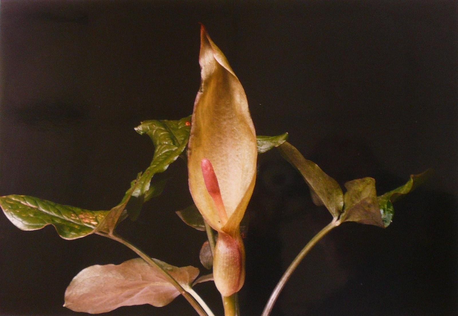 Arum tacheté, Georges Stevignon, 1989