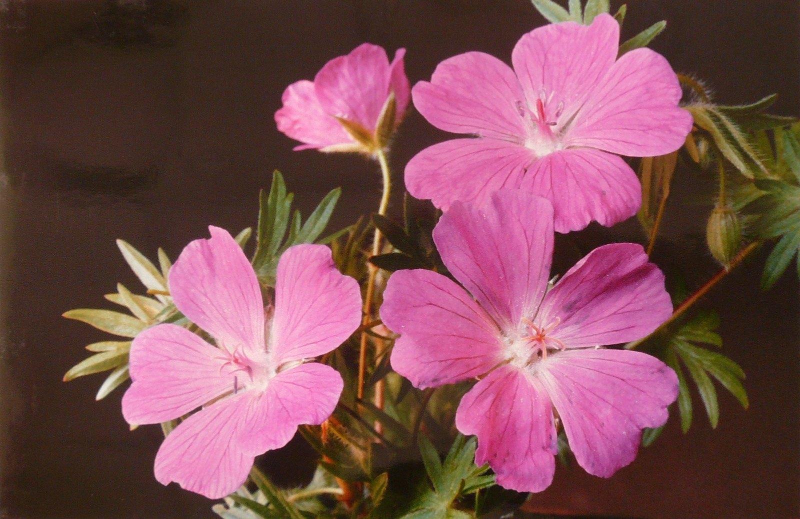 Géranium sanguin, Georges Stevignon, 1989