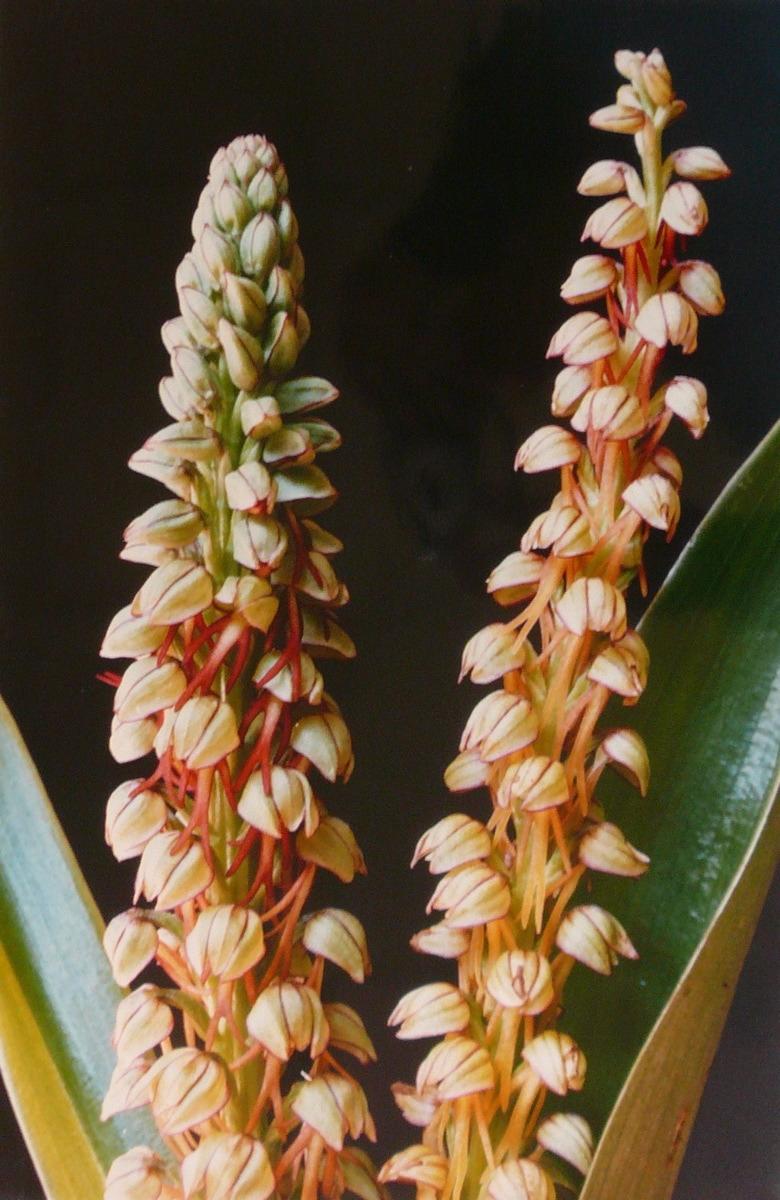 Orchis 'homme pendu', Georges Stevignon, 1989