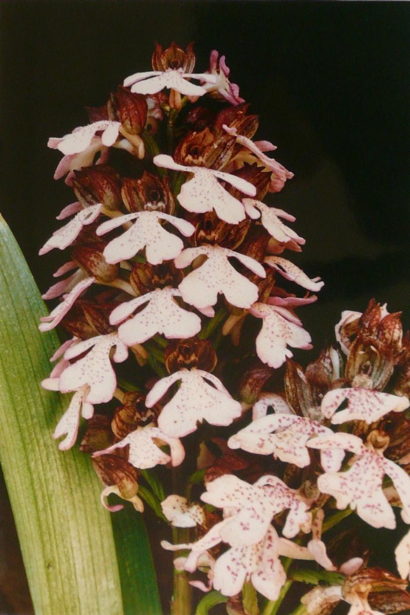 Orchis casque, Georges Stevignon, 1989