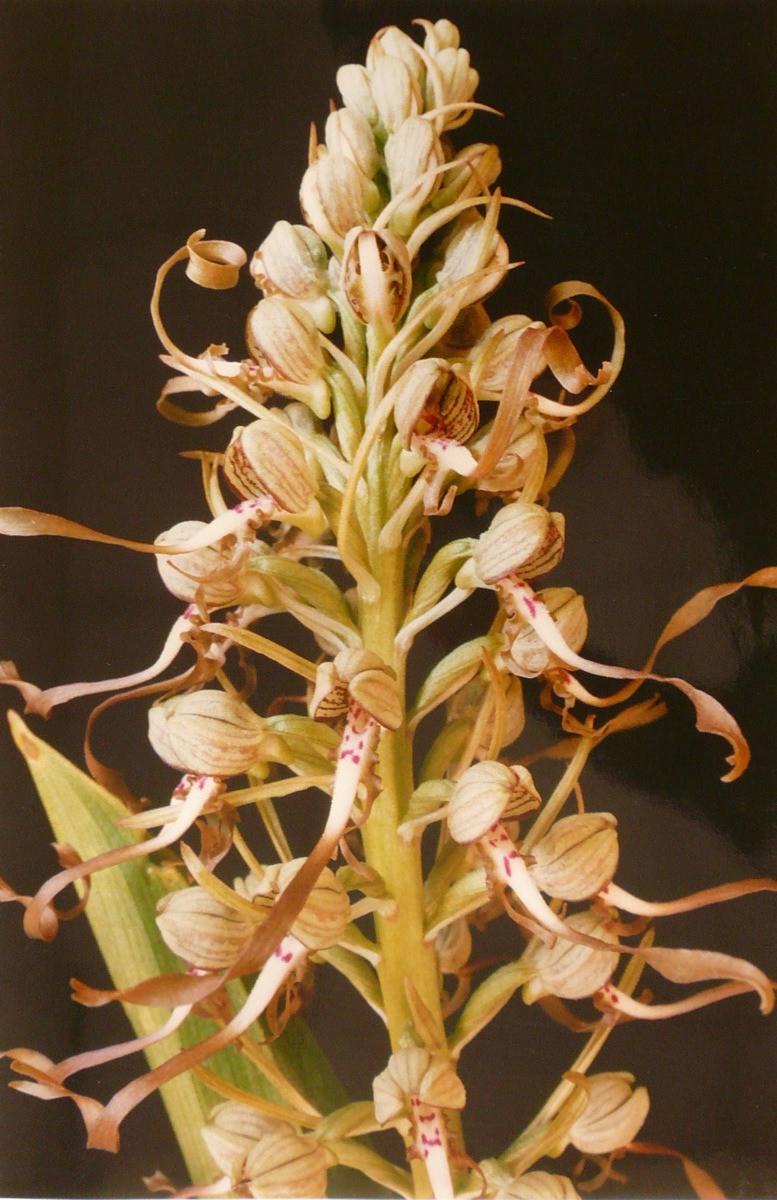 Orchis bouc, Georges Stevignon, 1989