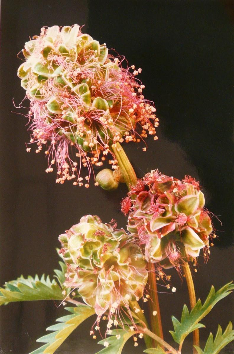 Grande pimprenelle ; sanguisorbe officinale_0