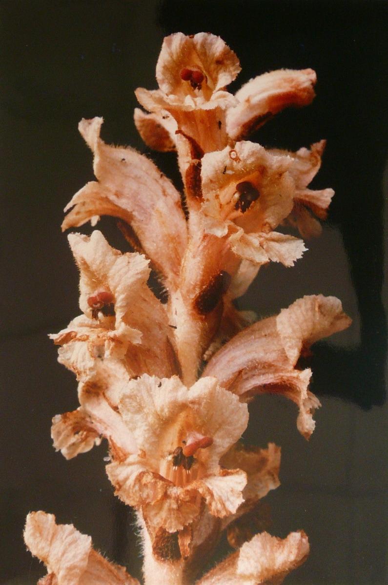 Orobranche du gaillet, Georges Stevignon, 1989
