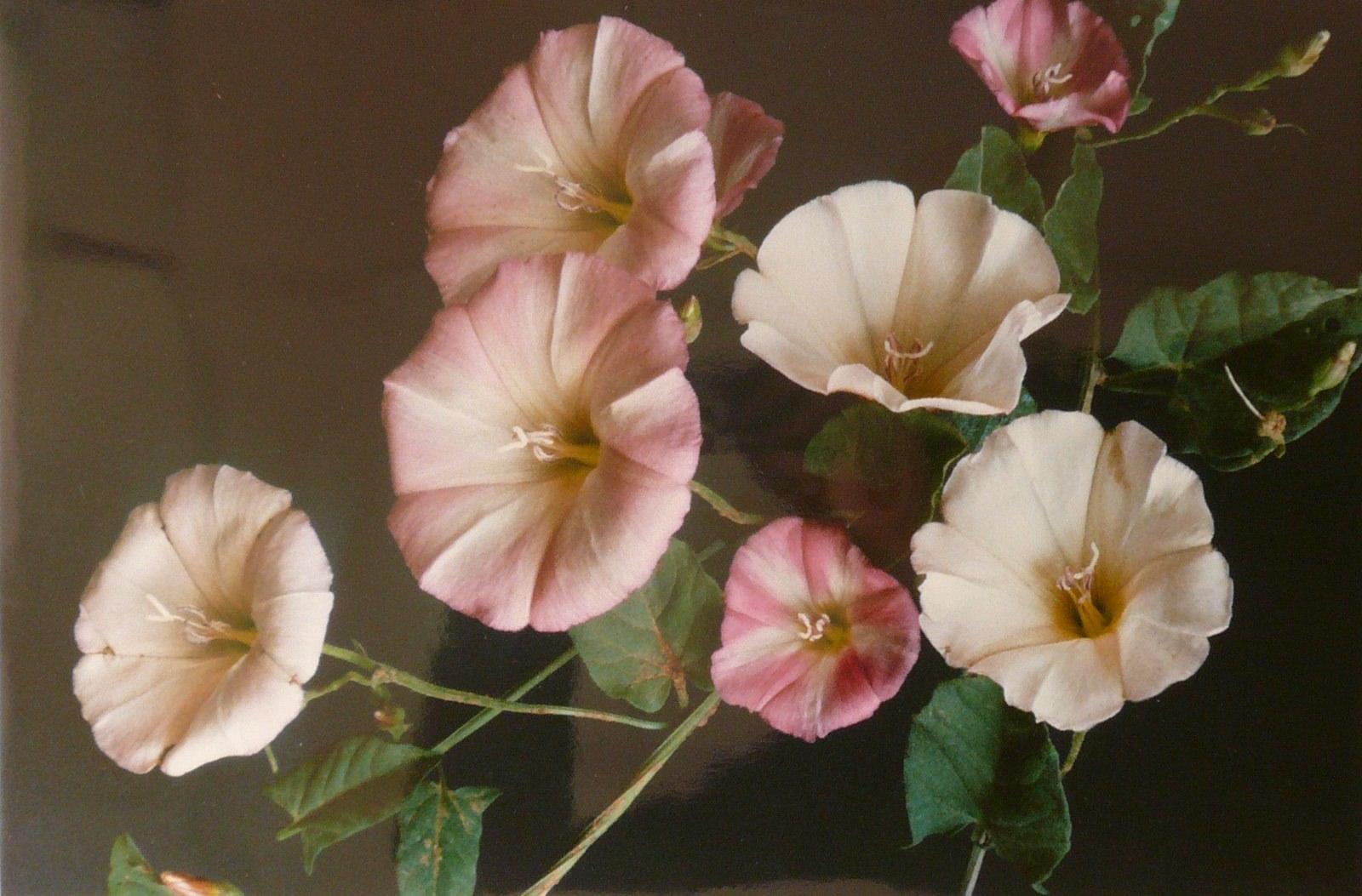Liseron, Georges Stevignon, 1989