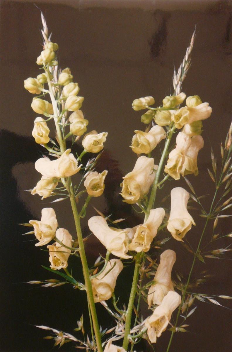 Aconit, Georges Stevignon, 1989