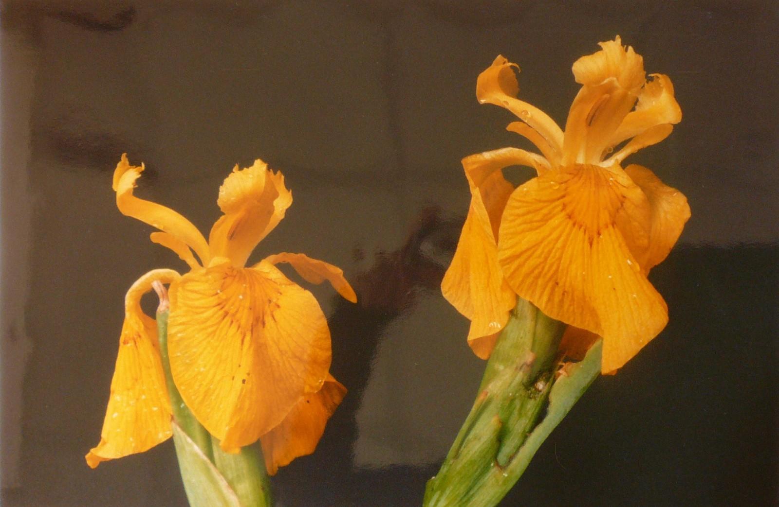 Iris d'eau, Georges Stevignon, 1989
