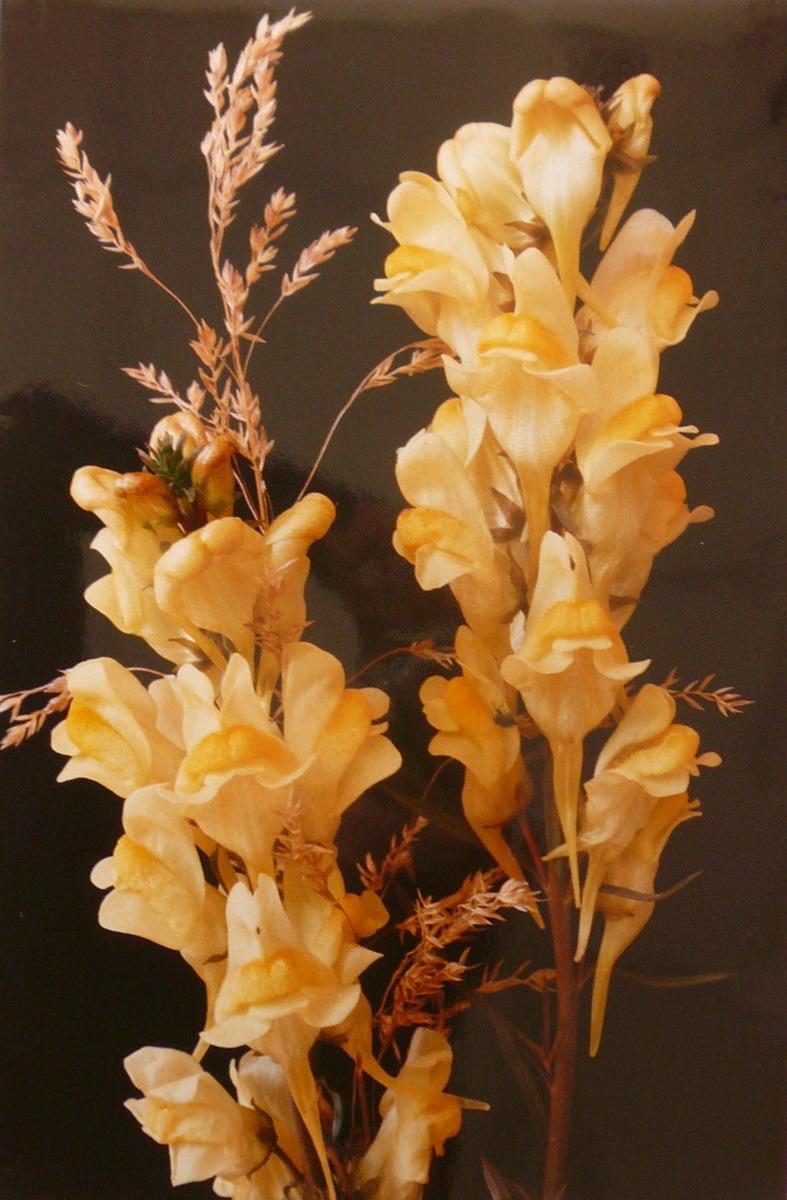 Linaire vulgaire, Georges Stevignon, 1989