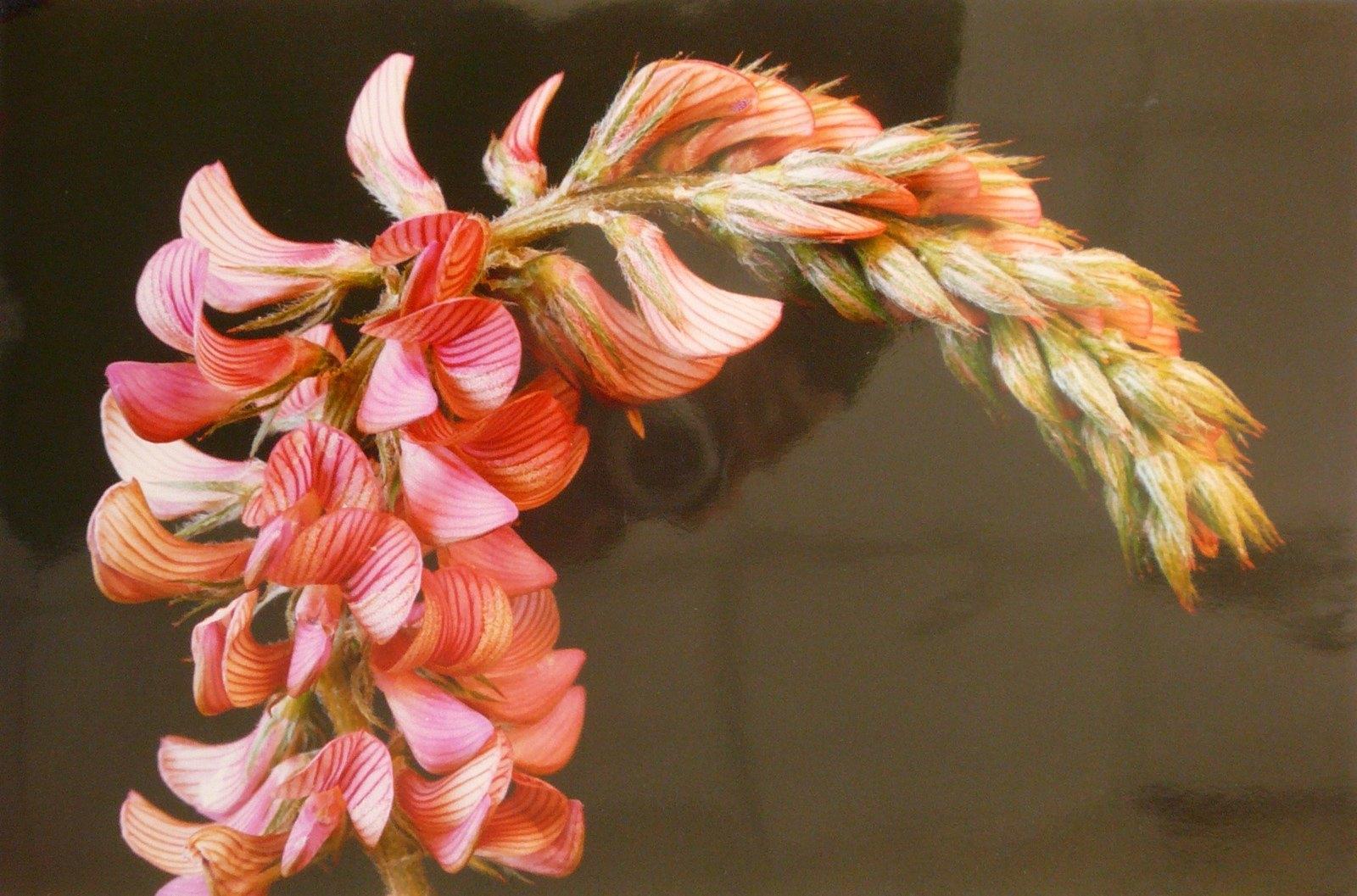 Sainfoin cultivé, Georges Stevignon, 1989