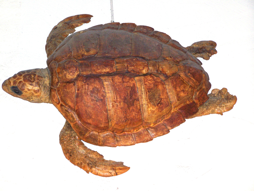 Tortue naturalisée_0