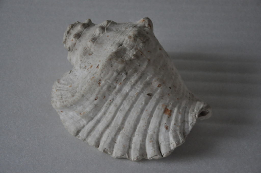 Coquillage, corne de brume_0