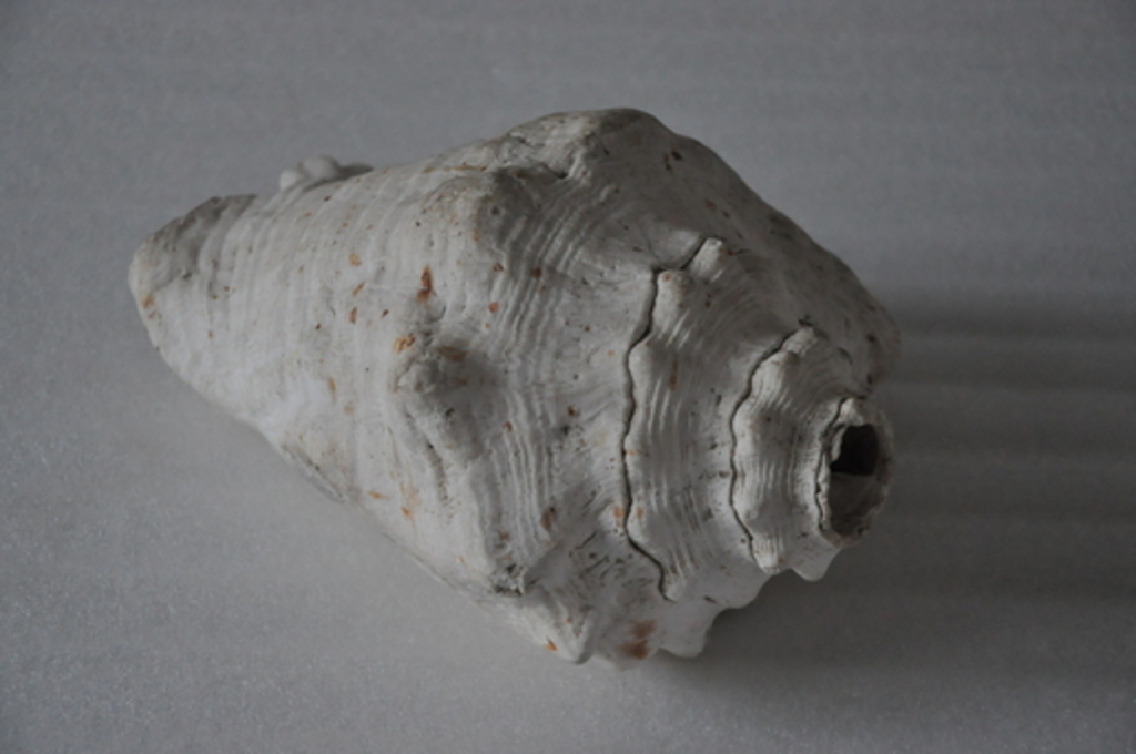 Coquillage, corne de brume_1