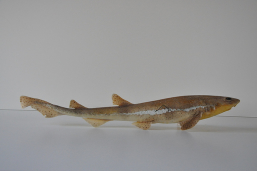 Poisson naturalisé_0
