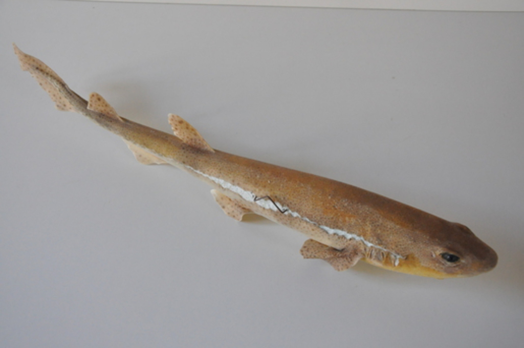 Poisson naturalisé_1