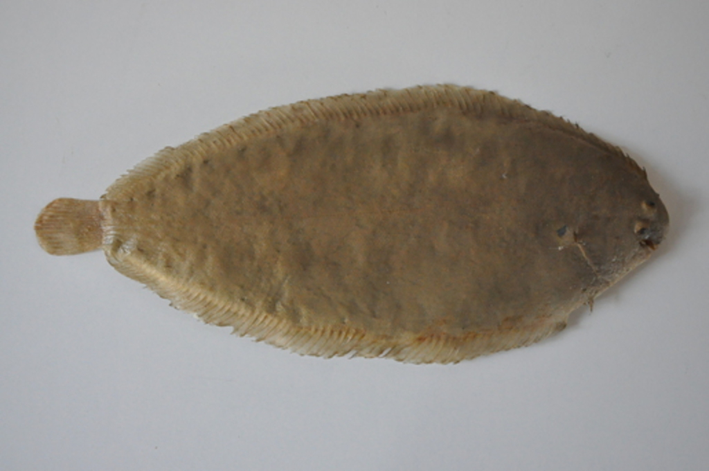 Poisson naturalisé_0