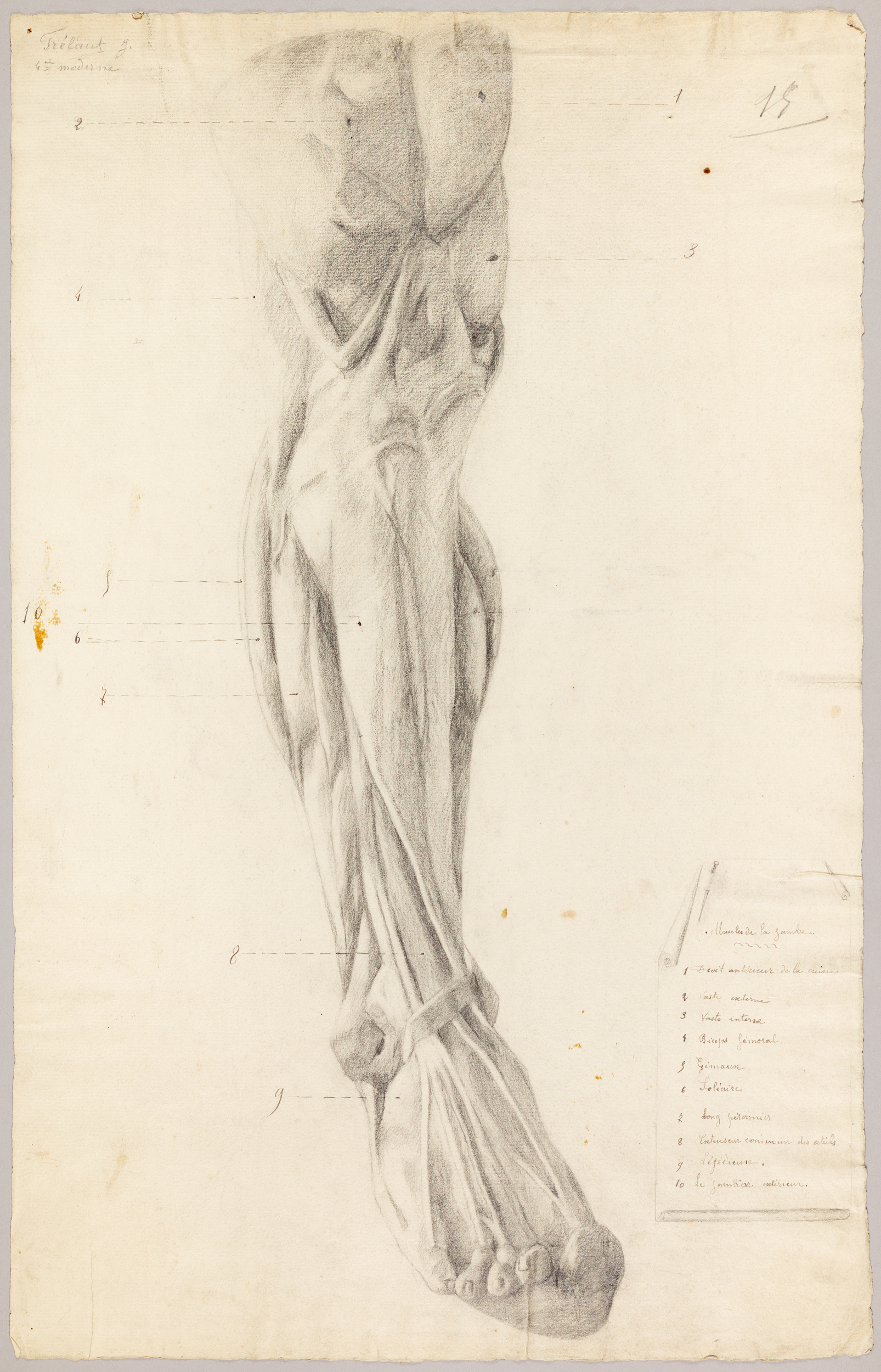 Muscles de la jambe et liste des muscles numérotés de 1 à 10, Jean Frélaut, 19e siècle