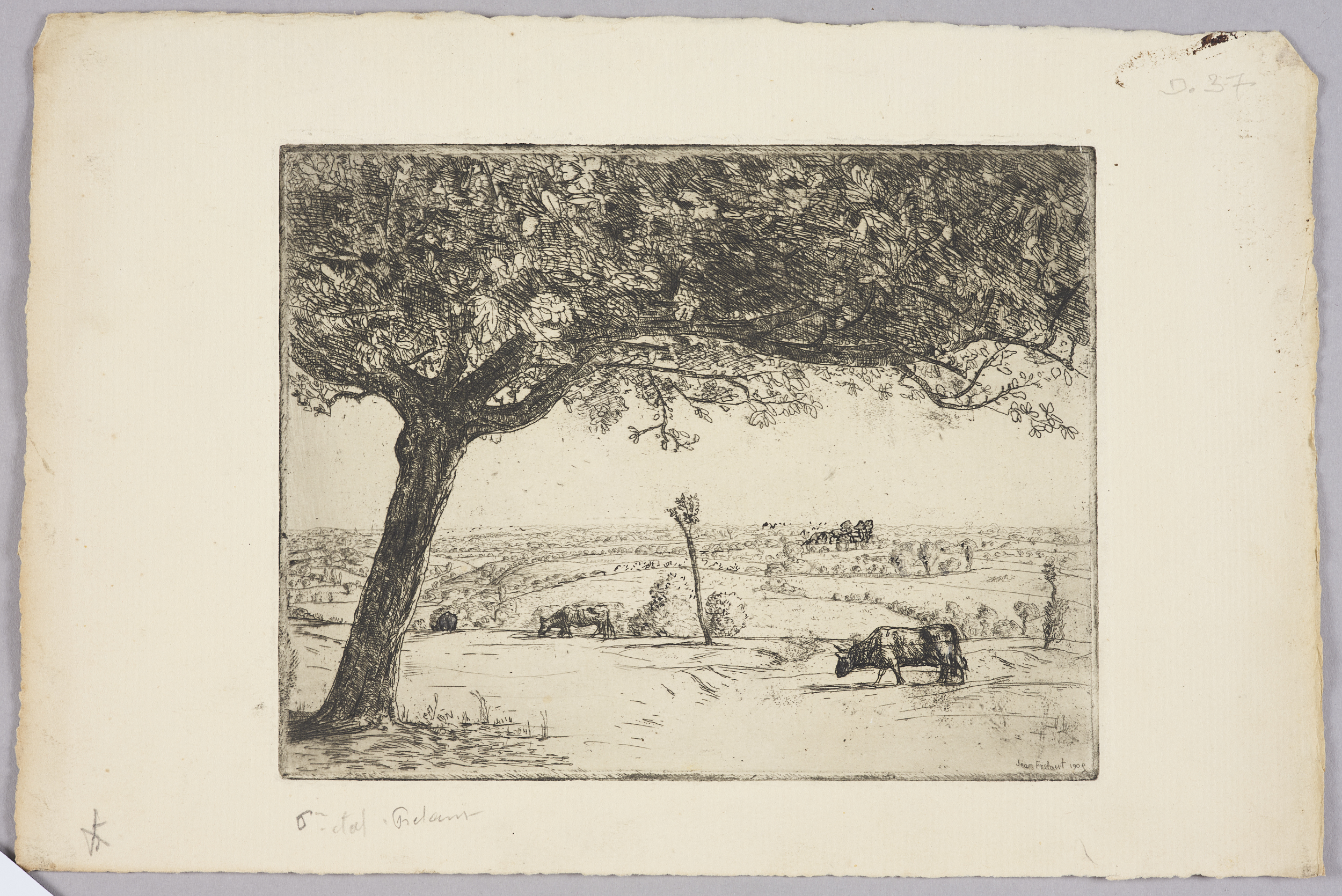 Le vieux pommier (titre factice)_0