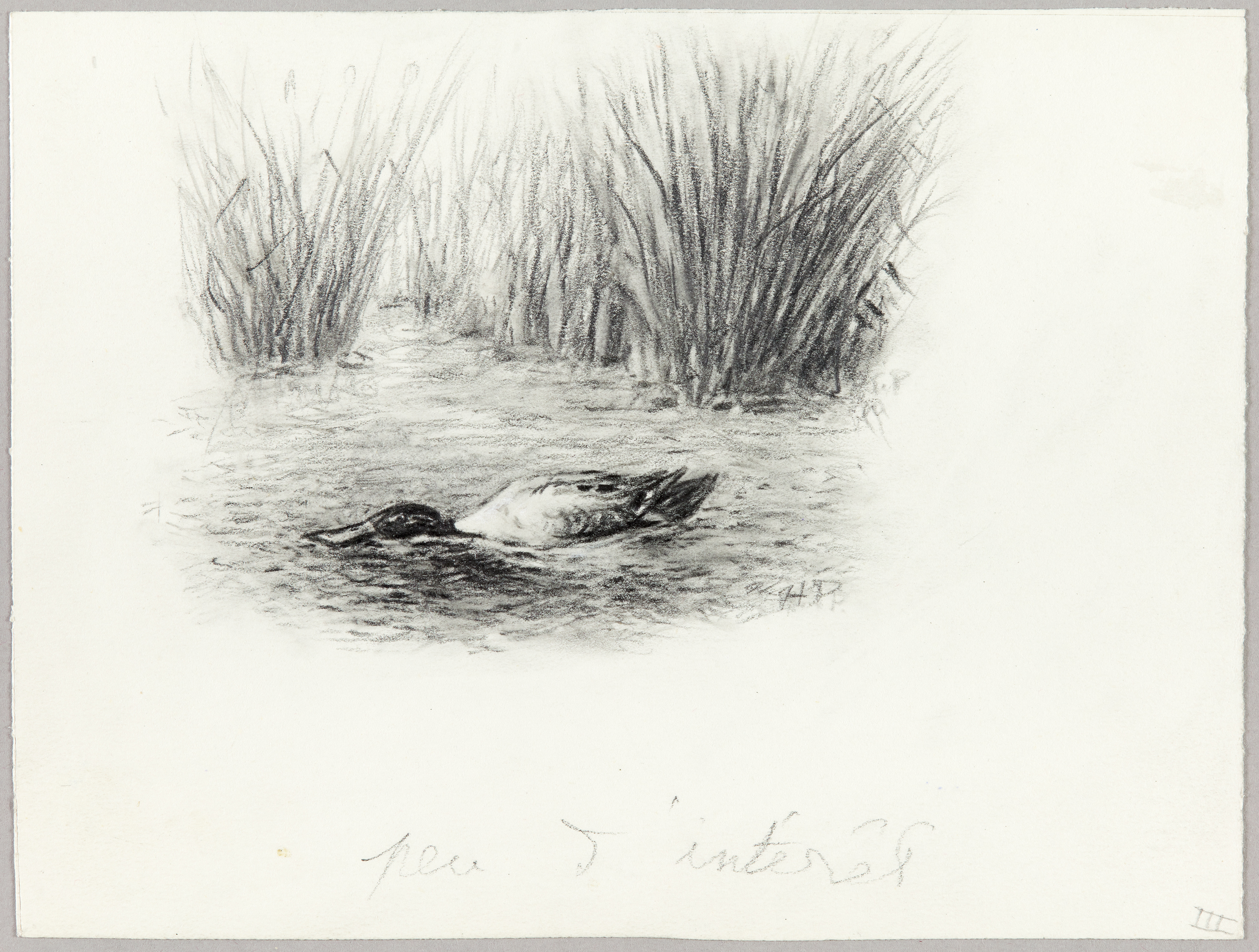 Canard- Colvert ?, Henri de Parceveaux, 20e siècle