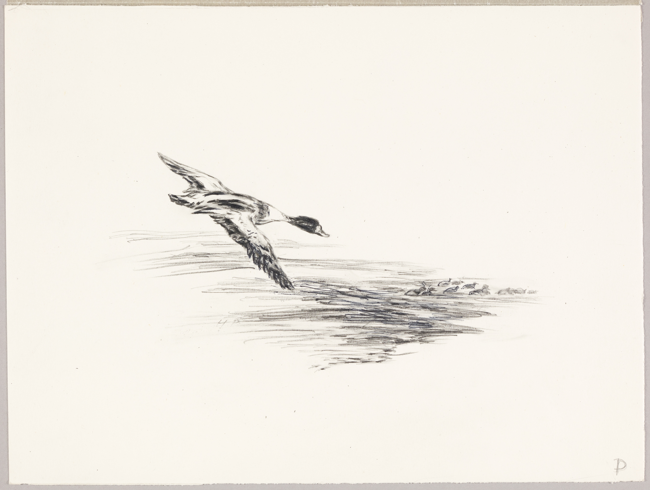 Le tadorne pique vers ses congénères, Henri de Parceveaux, 20e siècle
