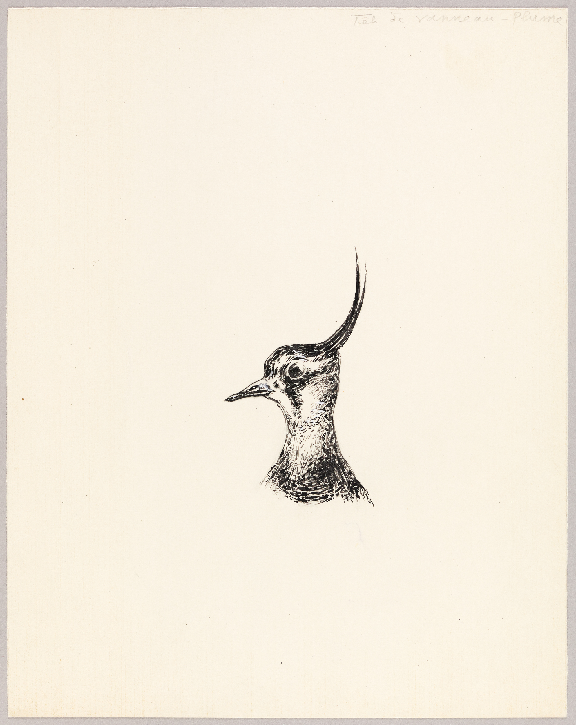 Tête de vanneau-plume, Henri de Parceveaux, 20e siècle