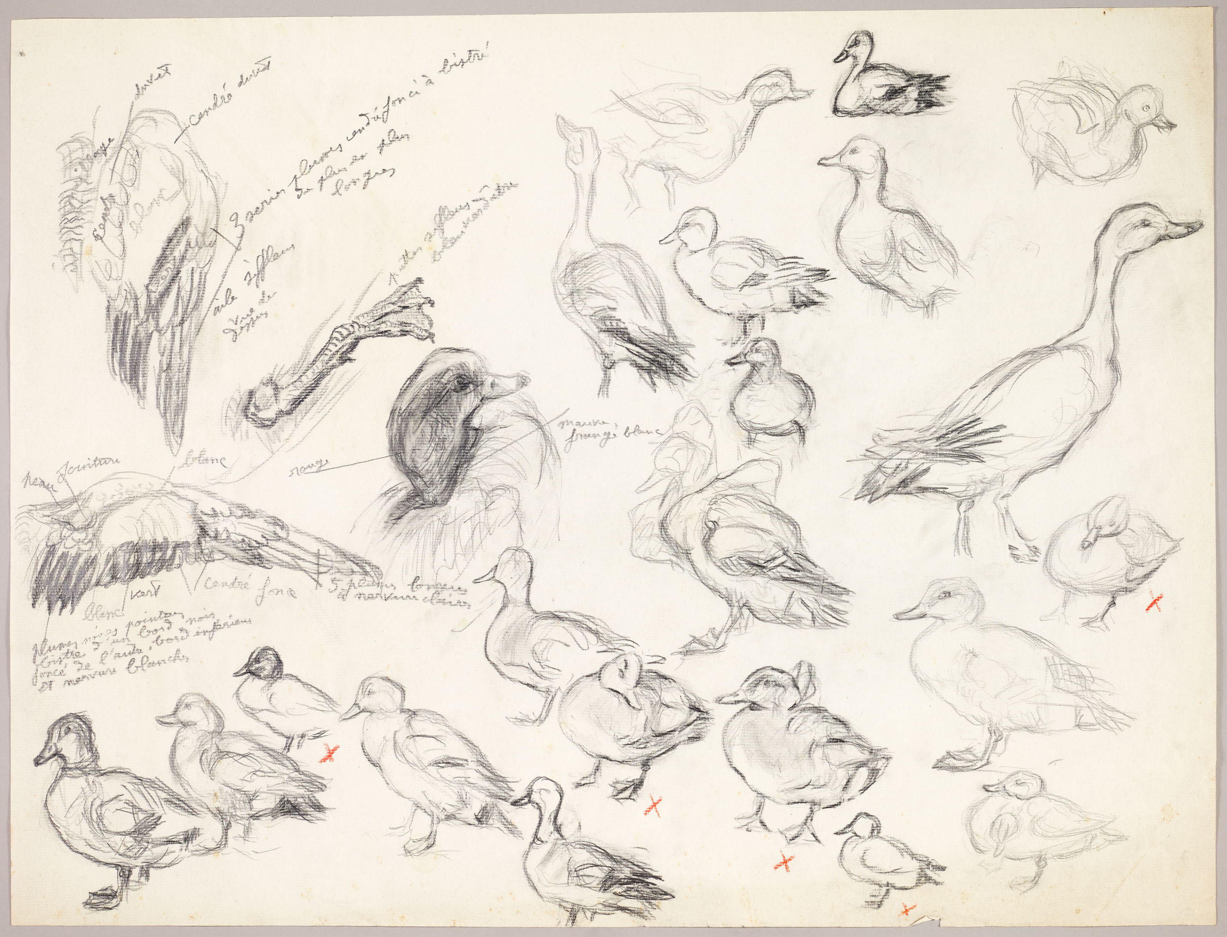 Etudes de canards, Henri de Parceveaux, 20e siècle