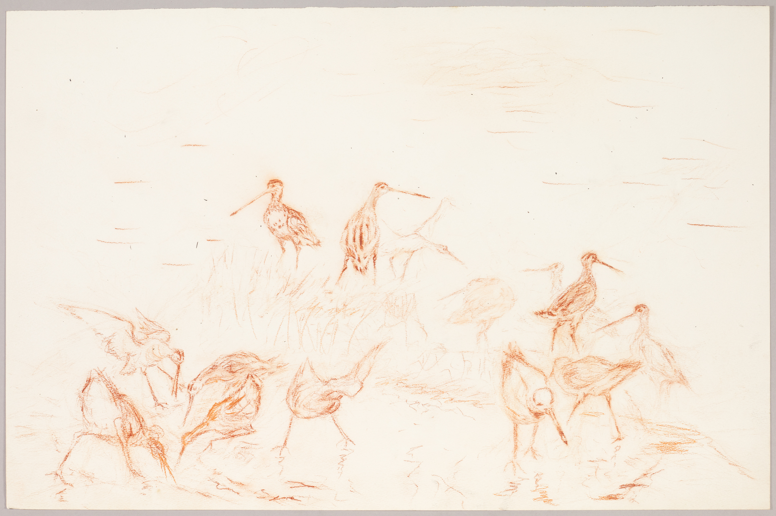 Oiseaux, études, Henri de Parceveaux, 20e siècle