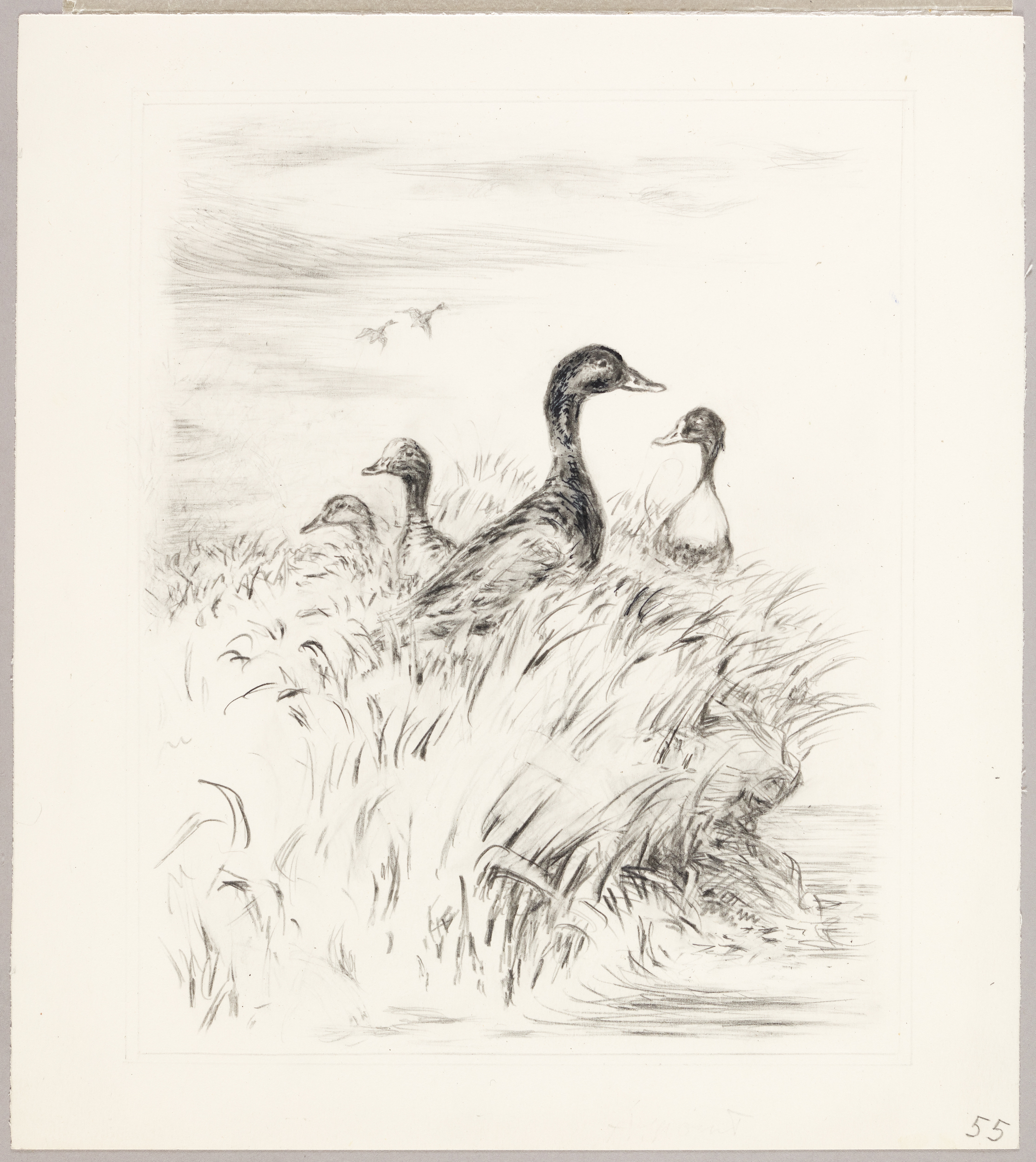 Siffleurs, col-vert, tadorne, Henri de Parceveaux, 20e siècle